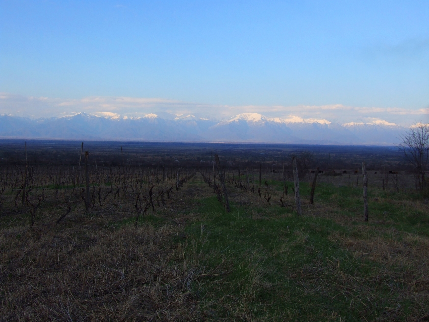 Vineyard in the Caucasus 